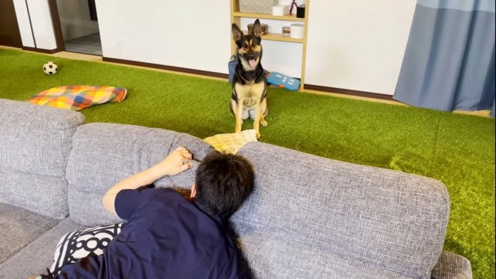 ソファの前に座る犬