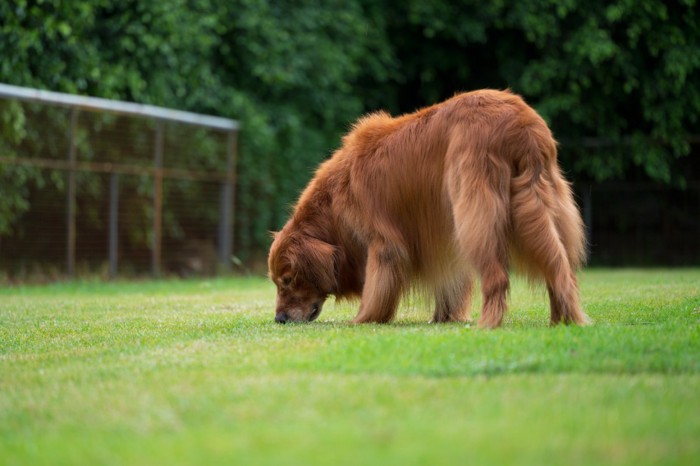 地面を嗅ぐ犬