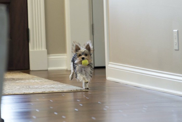 黄色のおもちゃをくわえて部屋を走っている犬