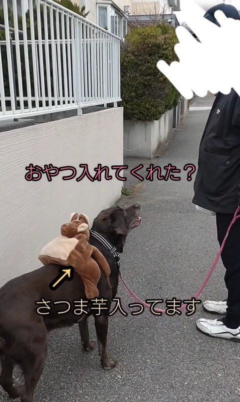 お友達の家に行くあんちゃん4