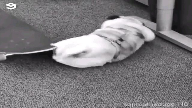 白黒画面で犬の後ろ姿