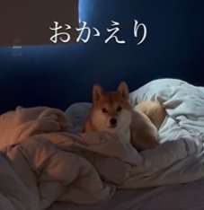 ベッドに寝そべりながらカメラ目線の柴犬