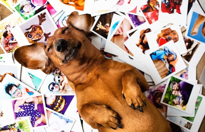 さまざまな思い出の写真の上で眠る犬