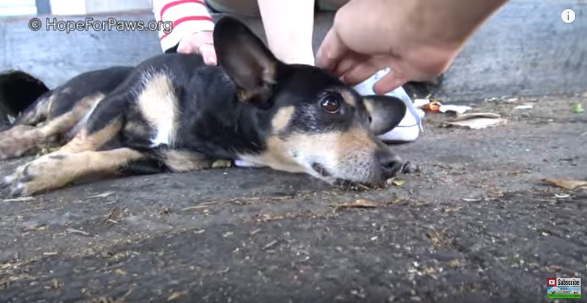 倒れたままの犬