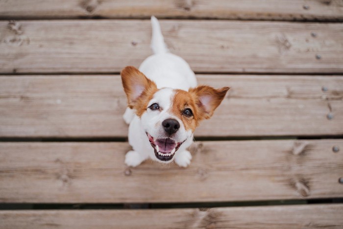 笑顔を見せる犬