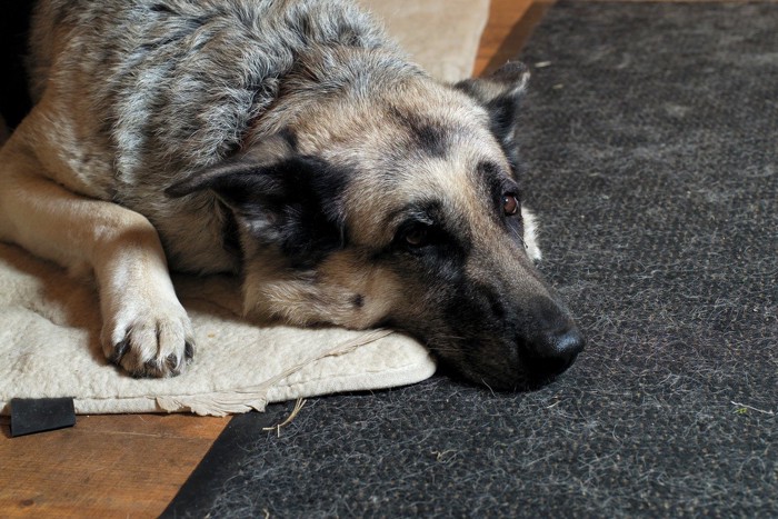 マットに寝そべる犬