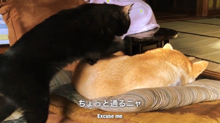わざわざ踏んづけて移動！