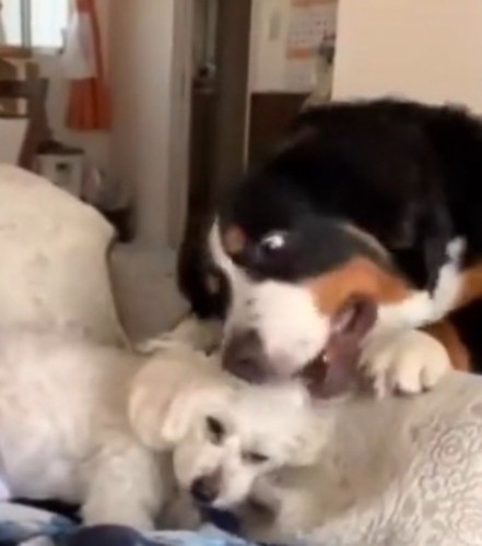 くつろいでいる小型犬に頭を乗せる大型犬