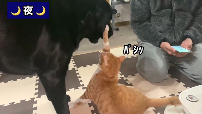 コウくんもパンチをお見舞い！