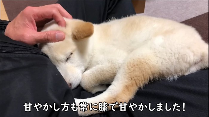 膝の上でくつろぐ犬