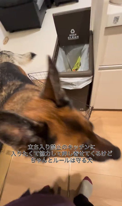 キッチンに入りたいダズくん＆ベネッタちゃん8
