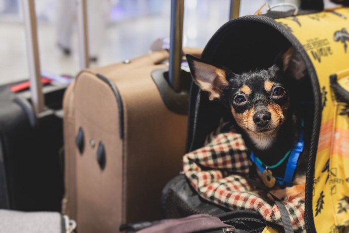 スーツケース脇のキャリーから顔を出す犬