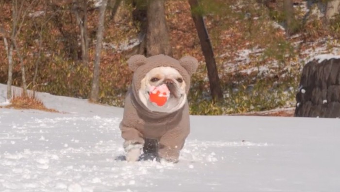 ボールを咥えて走る犬