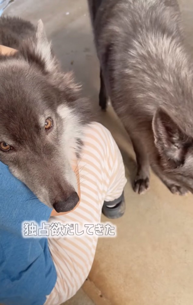 足の間に収まるウルフドッグ