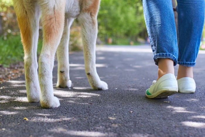 並んで歩く犬と飼い主の足