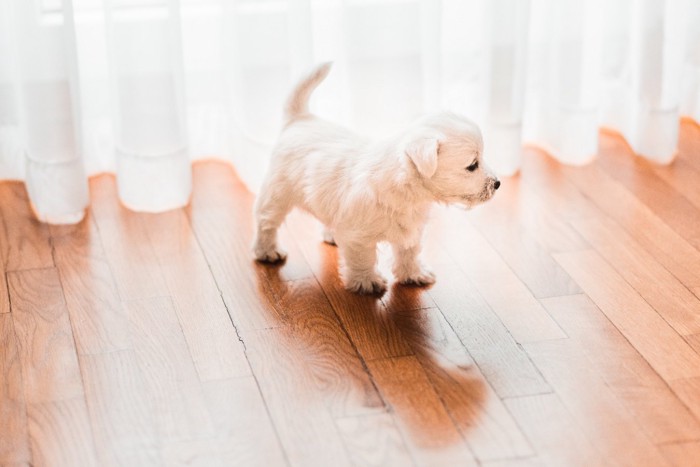 カーテンの前に立つ子犬