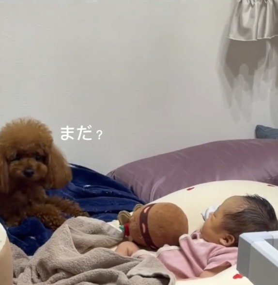 不思議そうに飼い主をふり返る犬