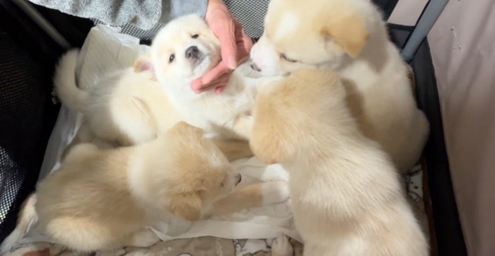 寄り添い合う4匹の子犬