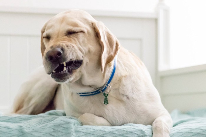 くしゃみをする犬