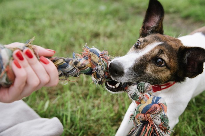 引っ張りっこで遊ぶ犬