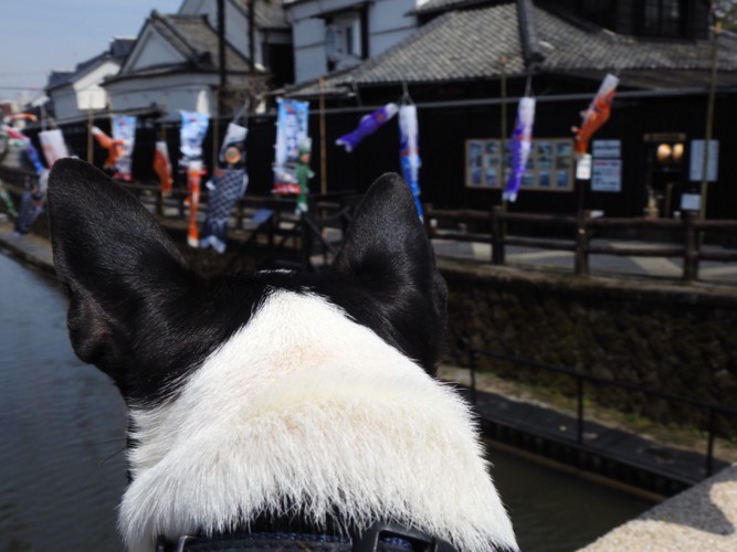 鯉のぼりを見ている犬