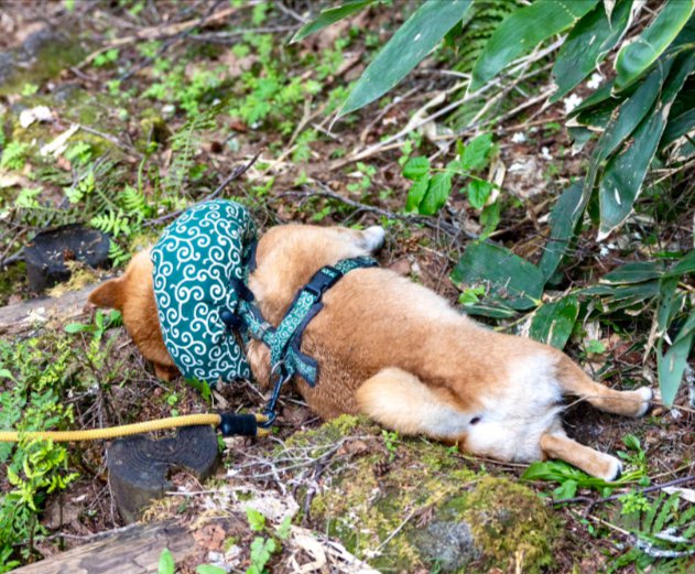 柴犬