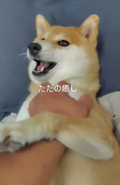 幸せいっぱいのふわちゃん
