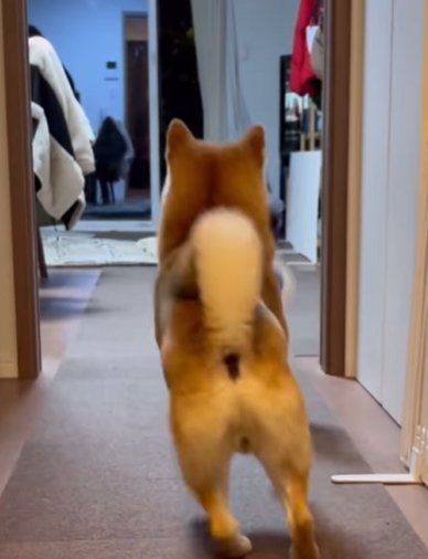投げられた帽子を追う柴犬の後ろ姿