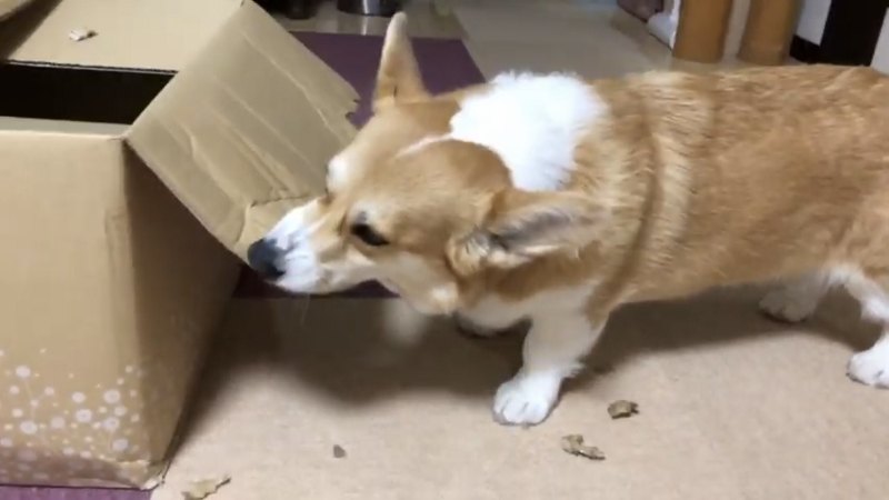 段ボールを噛む犬1