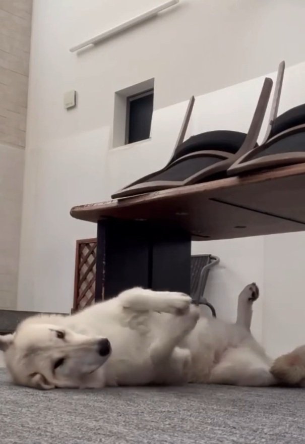 もっと撫でてほしいナオちゃん