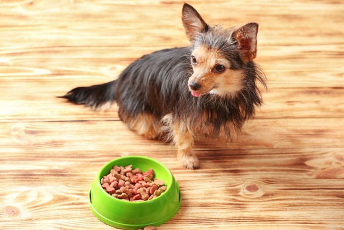 食事をする老犬