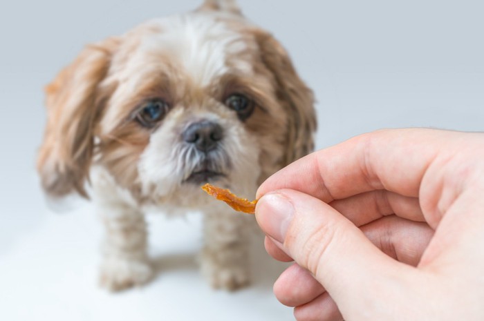 おやつを食べようとしている犬