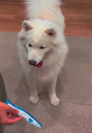 おもちゃをポイッと投げると…