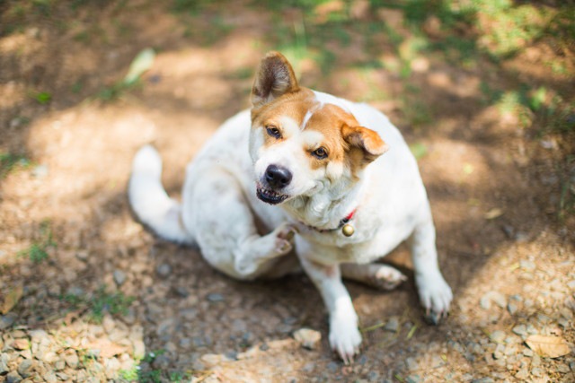 皮膚を掻いている犬