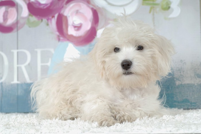 敷物の上に伏せているコトン・ド・テュレアールの子犬