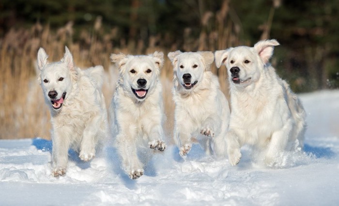 雪の中を走る犬