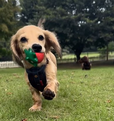 おもちゃをくわえて芝生を走るカニヘンダックスフンド