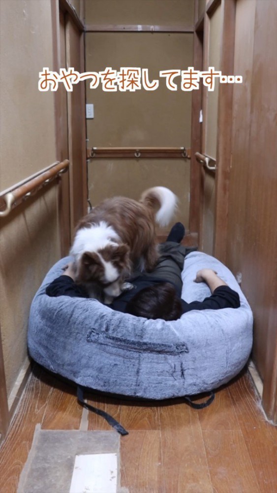 おやつを探すベルくん