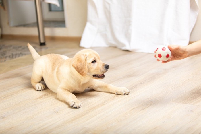 子犬にボールを見せる