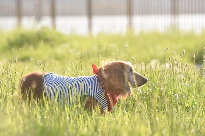 草むらの老犬