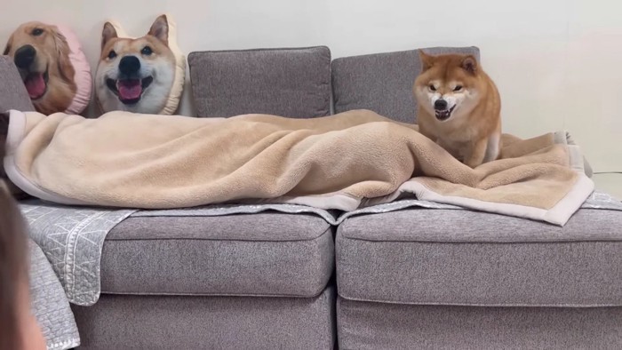 ほのちゃんに怒るうにくん