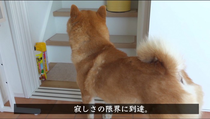 階段の下から2階を見つめるオスの柴犬