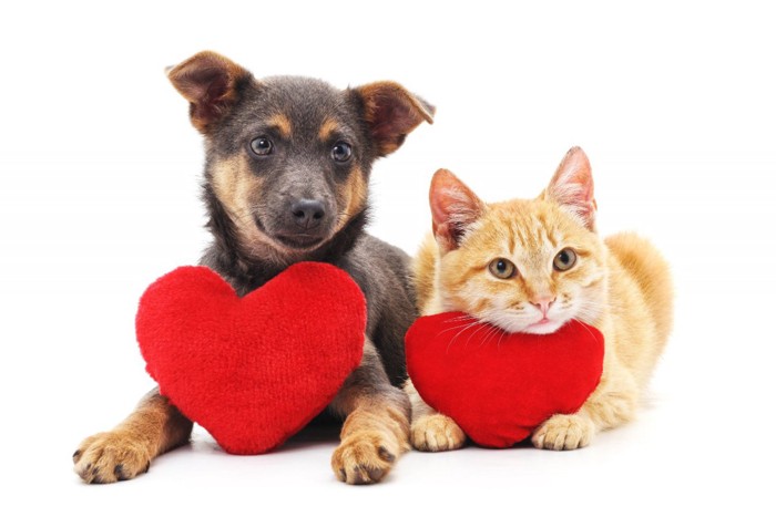 ハートを持った子犬と子猫