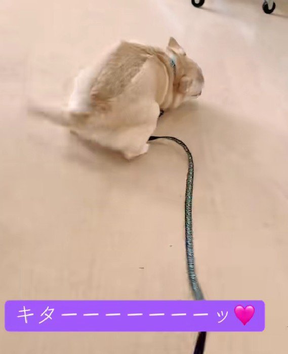 きたー！！！