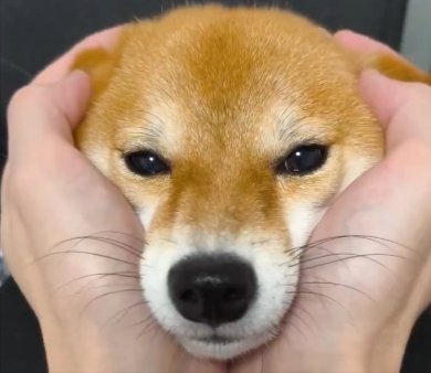甘えん坊