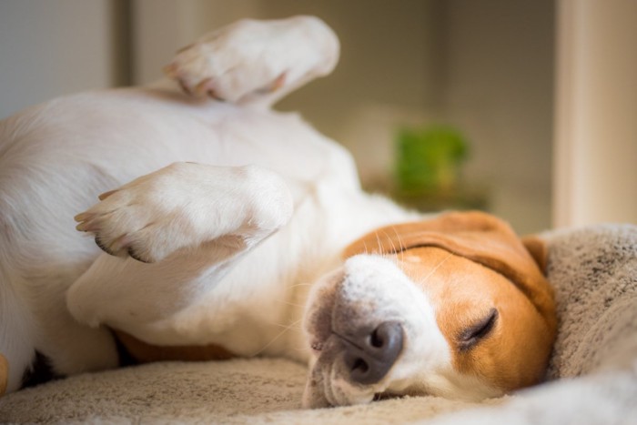 仰向けで眠る犬