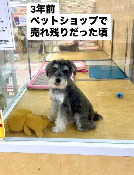 売れ残った犬