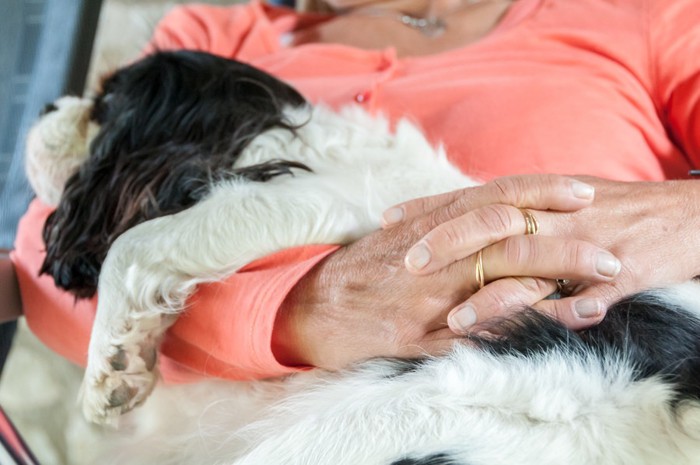 女性のひざで寝る犬