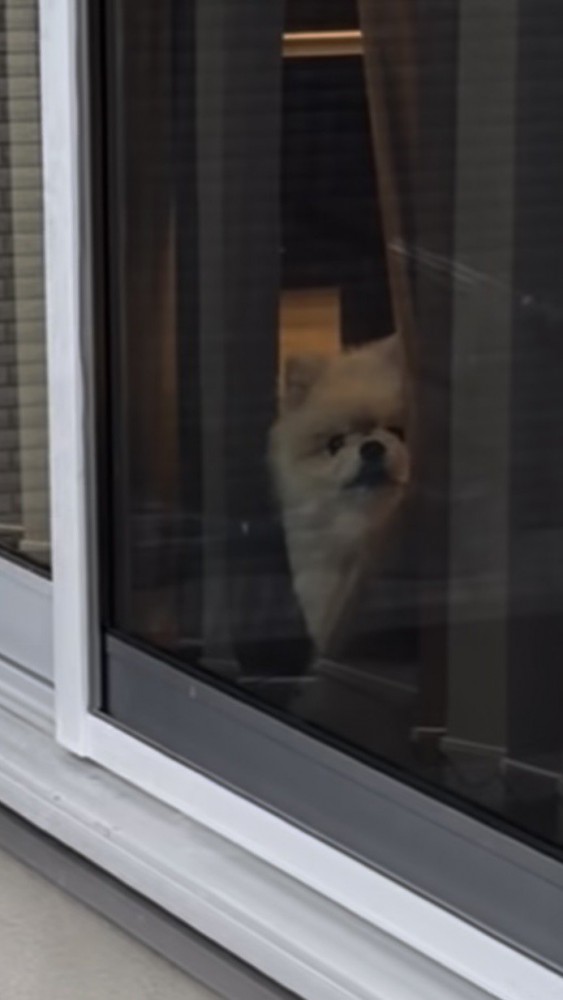 出かける飼い主さんを窓越しに見つめる犬アップ