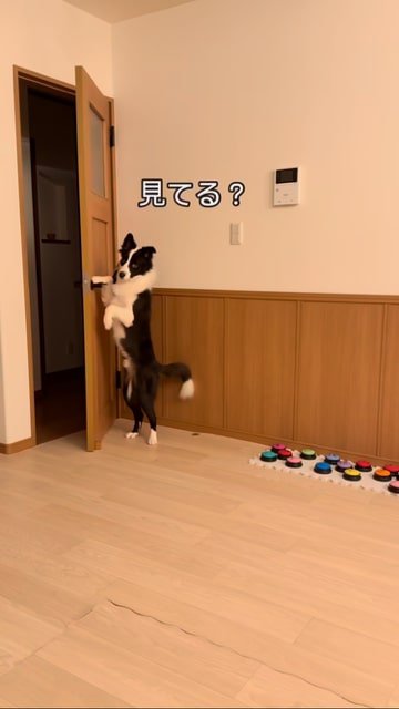 ドアを開けるボーダーコリー